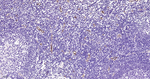 CD31 Antibody in Immunohistochemistry (Paraffin) (IHC (P))