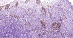 CD31 Antibody in Immunohistochemistry (Paraffin) (IHC (P))