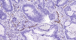CD31 Antibody in Immunohistochemistry (Paraffin) (IHC (P))