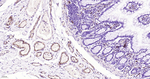 CD31 Antibody in Immunohistochemistry (Paraffin) (IHC (P))