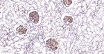 CD31 Antibody in Immunohistochemistry (Paraffin) (IHC (P))