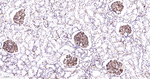 CD31 Antibody in Immunohistochemistry (Paraffin) (IHC (P))