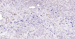 CD31 Antibody in Immunohistochemistry (Paraffin) (IHC (P))