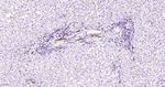 CD31 Antibody in Immunohistochemistry (Paraffin) (IHC (P))