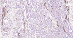 CD31 Antibody in Immunohistochemistry (Paraffin) (IHC (P))