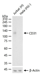 CD31 Antibody in Western Blot (WB)