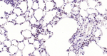 PARP1 Antibody in Immunohistochemistry (Paraffin) (IHC (P))