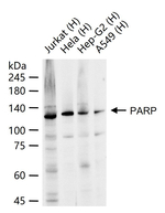 PARP1 Antibody in Western Blot (WB)