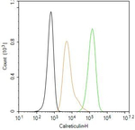 Calreticulin Antibody in Flow Cytometry (Flow)