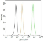 Calreticulin Antibody in Flow Cytometry (Flow)