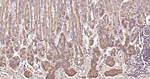Calreticulin Antibody in Immunohistochemistry (Paraffin) (IHC (P))