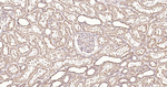 Calreticulin Antibody in Immunohistochemistry (Paraffin) (IHC (P))