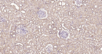 Calreticulin Antibody in Immunohistochemistry (Paraffin) (IHC (P))