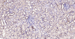 Calreticulin Antibody in Immunohistochemistry (Paraffin) (IHC (P))