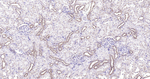 Calreticulin Antibody in Immunohistochemistry (Paraffin) (IHC (P))