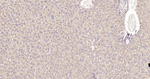 Calreticulin Antibody in Immunohistochemistry (Paraffin) (IHC (P))