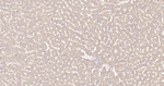 Calreticulin Antibody in Immunohistochemistry (Paraffin) (IHC (P))