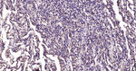 Calreticulin Antibody in Immunohistochemistry (Paraffin) (IHC (P))