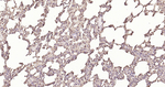 Calreticulin Antibody in Immunohistochemistry (Paraffin) (IHC (P))