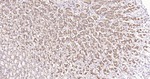 Calreticulin Antibody in Immunohistochemistry (Paraffin) (IHC (P))