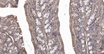 Calreticulin Antibody in Immunohistochemistry (Paraffin) (IHC (P))