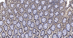 Calreticulin Antibody in Immunohistochemistry (Paraffin) (IHC (P))