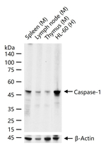 Caspase 1 Antibody in Western Blot (WB)