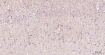 RAB5 Antibody in Immunohistochemistry (Paraffin) (IHC (P))