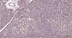 RAB5 Antibody in Immunohistochemistry (Paraffin) (IHC (P))