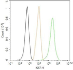Ki-67 Antibody in Flow Cytometry (Flow)