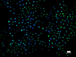 Ki-67 Recombinant Rabbit Monoclonal Antibody (D9H1)