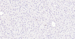 Ki-67 Antibody in Immunohistochemistry (Paraffin) (IHC (P))