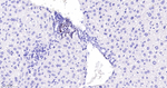 Ki-67 Antibody in Immunohistochemistry (Paraffin) (IHC (P))