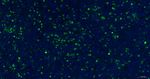 Ki-67 Antibody in Immunohistochemistry (Paraffin) (IHC (P))