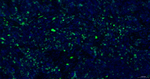 Ki-67 Antibody in Immunohistochemistry (Paraffin) (IHC (P))