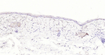 Ki-67 Antibody in Immunohistochemistry (Paraffin) (IHC (P))
