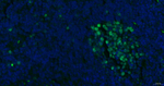 Ki-67 Antibody in Immunohistochemistry (Paraffin) (IHC (P))