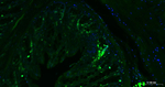 Ki-67 Antibody in Immunohistochemistry (Paraffin) (IHC (P))