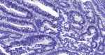 Ki-67 Antibody in Immunohistochemistry (Paraffin) (IHC (P))