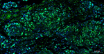 Ki-67 Antibody in Immunohistochemistry (Paraffin) (IHC (P))