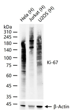 Ki-67 Antibody in Western Blot (WB)