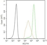 ATP Citrate Lyase Antibody in Flow Cytometry (Flow)