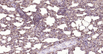 ATP Citrate Lyase Antibody in Immunohistochemistry (Paraffin) (IHC (P))