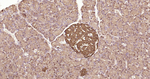 ATP Citrate Lyase Antibody in Immunohistochemistry (Paraffin) (IHC (P))