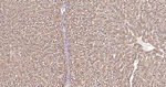 ATP Citrate Lyase Antibody in Immunohistochemistry (Paraffin) (IHC (P))