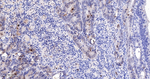 Phospho-JNK1/JNK2/JNK3 (Thr183, Thr221) Antibody in Immunohistochemistry (Paraffin) (IHC (P))