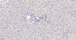 Phospho-JNK1/JNK2/JNK3 (Thr183, Thr221) Antibody in Immunohistochemistry (Paraffin) (IHC (P))