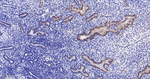 Phospho-JNK1/JNK2/JNK3 (Thr183, Thr221) Antibody in Immunohistochemistry (Paraffin) (IHC (P))