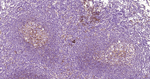 ICAM-1 Antibody in Immunohistochemistry (Paraffin) (IHC (P))
