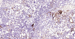 ICAM-1 Recombinant Rabbit Monoclonal Antibody (1G2)